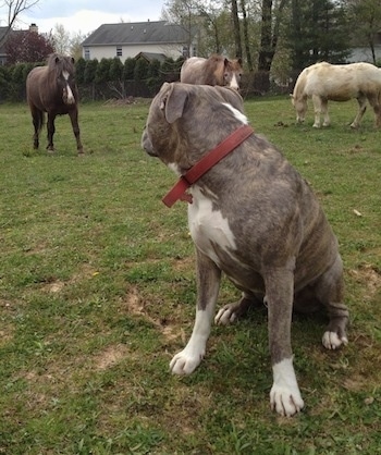 A blue-nose Brindle Pit Bull Terrier is sitting in grass and looking back at one of the three ponies behind him.