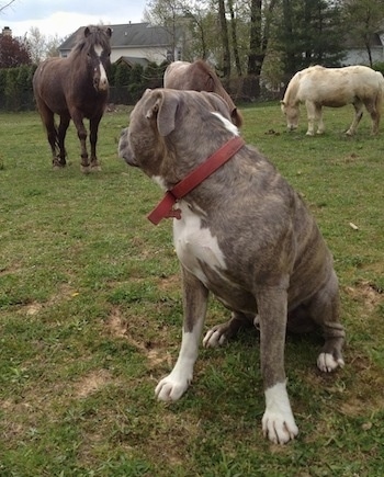 A blue-nose Brindle Pit Bull Terrier is sitting in grass and behind him there are three ponies. Two Ponies are grazing and one is moving closer looking at the Pit Bull Terrier.