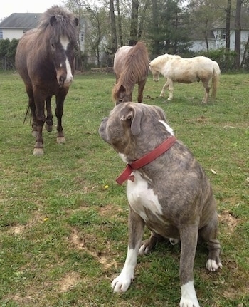 A blue-nose Brindle Pit Bull Terrier is sitting in grass and looking back at a pony that is moving towards him.