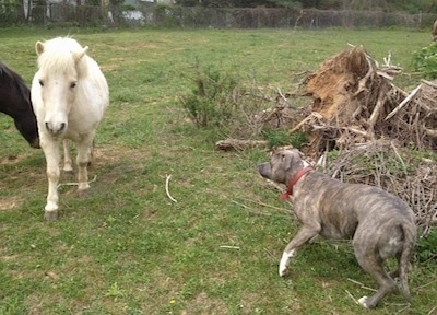 A blue-nose Brindle Pit Bull Terrier is looking over at a white Pony walking across a field.