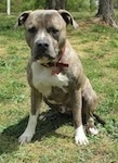 A blue-nose brindle Pit Bull Terrier is sitting on grass. He is looking forward and he is leaning forward slightly.