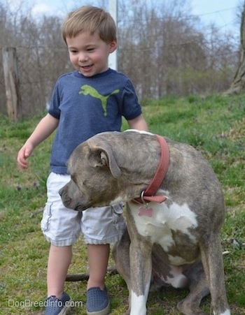 A smiling boy in a blue Puma shirt is standing in grass next to a blue-nose Brindle Pit Bull Terrier who is looking to the left.