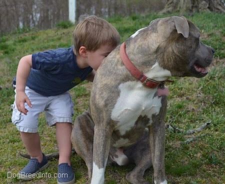 A boy is kissing the back of a blue-nose Brindle Pit Bull Terrier from the left side. The dog is looking to the right.