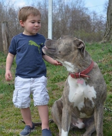 A toddler is standing behind a blue-nose Brindle Pit Bull Terrier. The dog is looking up at the toddler.