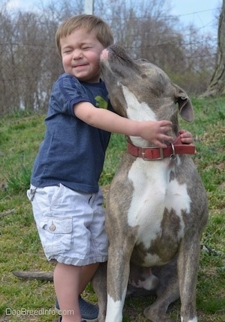 A toddler is hugging the side of a blue-nose Brindle Pit Bull Terrier. The dog is lifting his head up and licking the boy.
