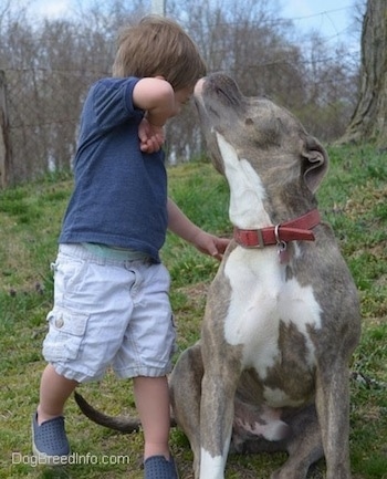 A toddler is wiping his face after it was licked by a blue-nose Brindle Pit Bull Terrier.