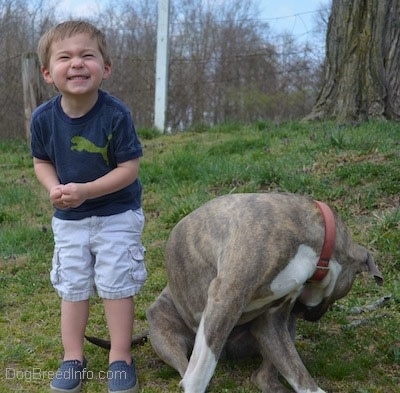 A toddler is laughing happily and next to him is a blue-nose Pit Bull Terrier that is licking the side of his leg.