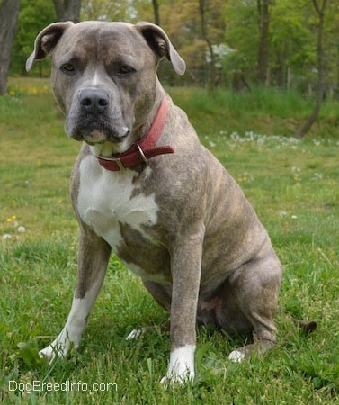 A large-headed, blue-nose Brindle Pit Bull Terrier dog is wearing a red collar sitting in grass and he is looking forward.