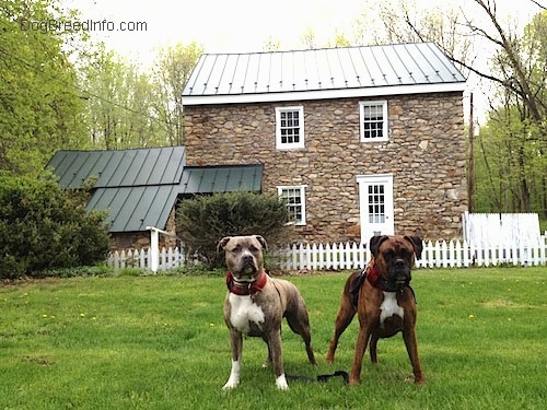 A blue-nose Brindle Pit Bull Terrier is standing in grass next to a brown brindle boxer in front of an old stone house with a green tin roof.
