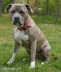 A blue nose brindle with white Pit Bull Terrier is sitting in grass and he is looking forward. Both of his ears are down.