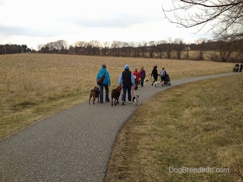 Six ladies, a baby and seven dogs are walking down a path. In front of them there are two people walking with two baby strollers.