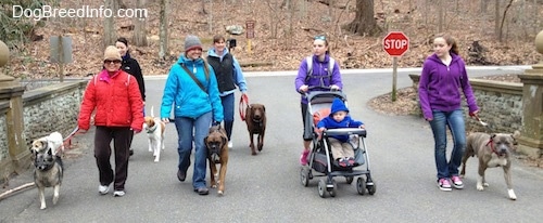 Six ladies, seven dogs and a baby are walking down a street. There is a stop sign behind them.