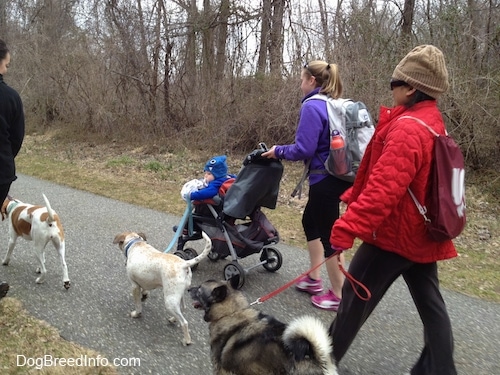 A lady in a purple fleece is pushing a stroller with a baby in it and she is also walking with a white with brown Pit Bull mix up a walkway. Behind them is a lady in a red coat walking a Norwegian Elkhound and in front of them is a lady walking an orange and white Beagle mix.