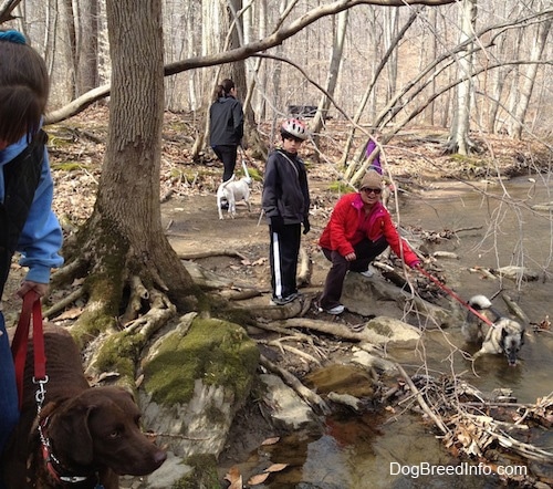 A lady in red is holding the leash of a Norwegian Elkhound that is laying in a creek with a little boy in a bike helmet behind her. There is a lady in a black vest standing next to a chocolate dog. There is a lady in black walking around a creek with a white dog.
