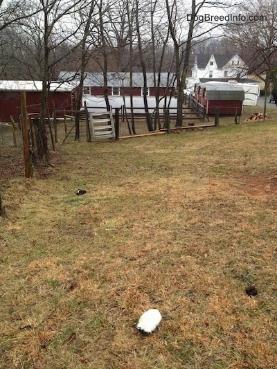 A plush skunk toy ripped in half spread out in the goat field with barns and a house in the background