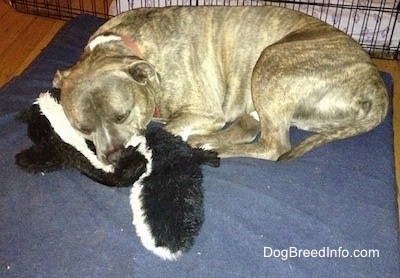 Spencer the Pit Bull Terrier laying on his dog bed on top of a skunk toy