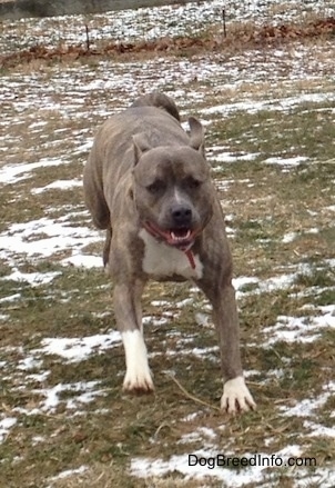 Spencer the Pit Bull Terrier in motion running outside