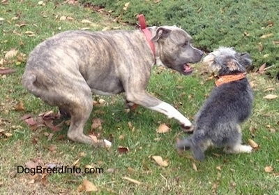 Action shot, Spencer the Pit Bull Terrier and Junior the Maltese Mix playing outside