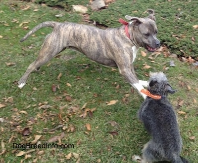 Spencer the Pit Bull Terrier jumping around Junior the Maltese mix