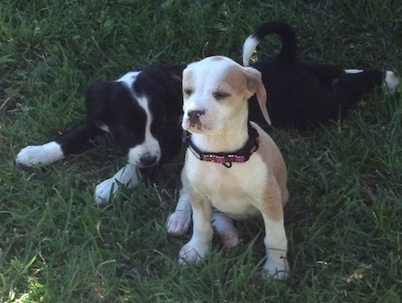A black with white Springer Pit puppy is laying outside in grass. It is laying behind a sitting red and white Springer Pit puppy that is looking forward with its eyes squinted.