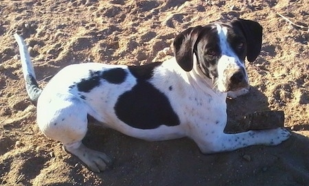 Front view - The right side of a black and white Springer Pit dog that is laying across a beach and it is looking up.
