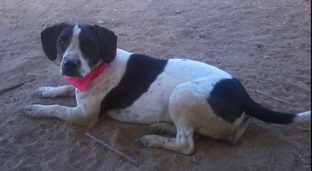 The left side of a black and white Springer Pit dog laying across sand and it is looking forward. It is wearing a hot pink bandanna, it has sticks to the left of it and it is looking forward.