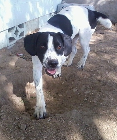 Front side view - A black and white Springer Pit is walking down a dirt surface, its mouth is open and it looks like it is smiling. Its eyes are brown.
