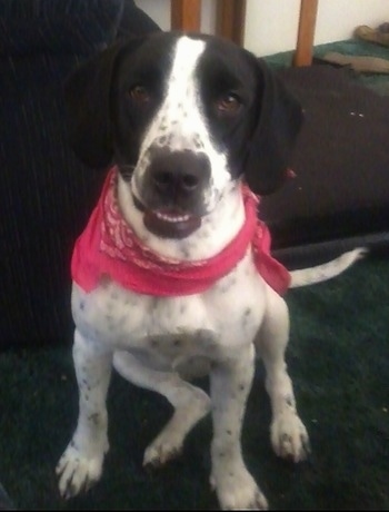 Close up front view - A black and white Springer Pit is wearing a pink bandana, it is sitting on a green carpet, it is looking up and its mouth is slightly open and its bottom row of white teeth are showing.
