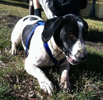Front view - A wet black and white Springer Pit is laying on grass, its mouth is open, it is looking down and to the right. It has brown eyes.