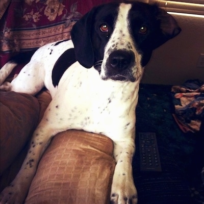 Close up front view - A black and white Springer Pit dog is laying on the arm of a couch looking forward. It has round brown eyes and black ticking on the white areas of its body.