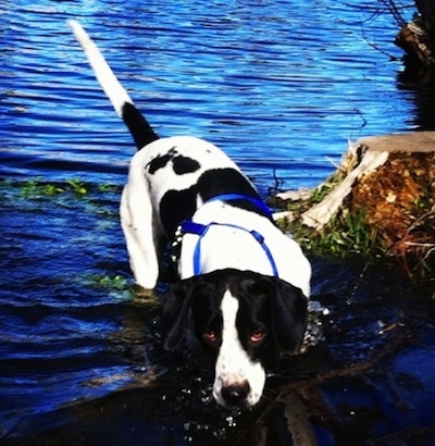 The back of a black and white Springer Pit that is standing in a body of water near a stump. The dog is wearing a blue harness. Its eyes are brown and the water is shining blue.