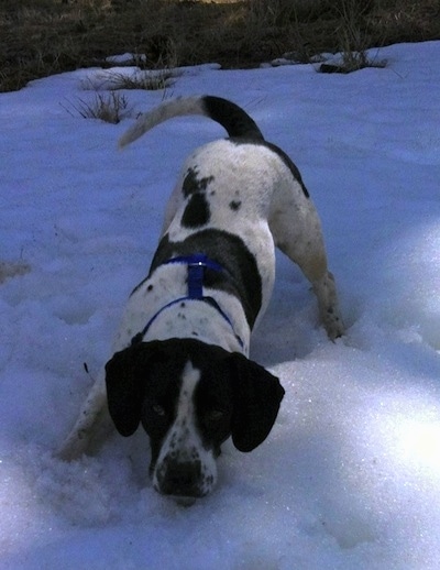 A black and white Springer Pit is standing in snow outside. Its chin is hovering above the snow in a play bow pose and it is looking forward. The dog is wagging its tail.
