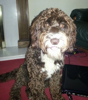 A thick, culy coated, chocolate with white Springerdoodle dog sitting on a red carpeted surface and looking forward. The dog has wide round brown eyes. To the right of it is an acer laptop. It is all brown with white on the front of its face and chest. The dog's tongue is showing.