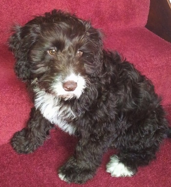 The right side of a thick, wavy coated, chocolate with white Springerdoodle that is sitting on a red carpeted step and it is looking to the right.