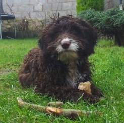 A chocolate with white Springerdoodle puppy is laying in a yard looking forward with a bone stick in front of it and it has a bone in between its front paws.
