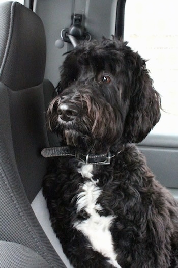 Front view - A wavy coated, black with white Springerdoodle dog is sitting against the backseat of a vehicle looking out of the back window.