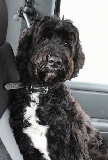 A black with white Springerdoodle is sitting against the backseat of a vehicle and it is looking forward.