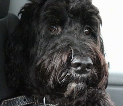 Close up head shot - A black with white Springerdoodle that is sitting in the backseat of a vehicle. It has dark wide round eyes.