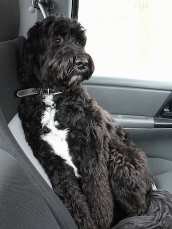 Front side view - A thick, wavy coated, black with white Springerdoodle is laying against the back gray bucket seat in a car looking to the right.
