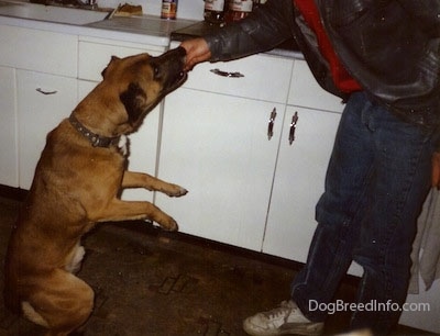 A brown with black Staffy Bull Pit dog is sitting on its hind legs with its front legs in the air eating a treat out of a person's hand.