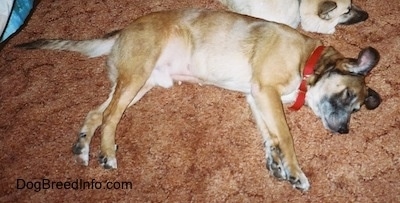 The right side of a tan with white Staffy Bull Pit dog wearing a red collar that is sleeping on a brown carpet.