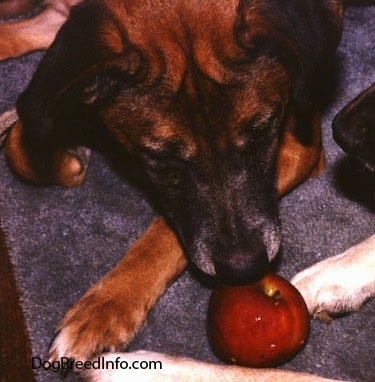 Close up - A brown with black Staffy Bull Pit dog is laying down on a carpet and it is sniffing a shiny red apple. The dog has wrinkles on its forehead.