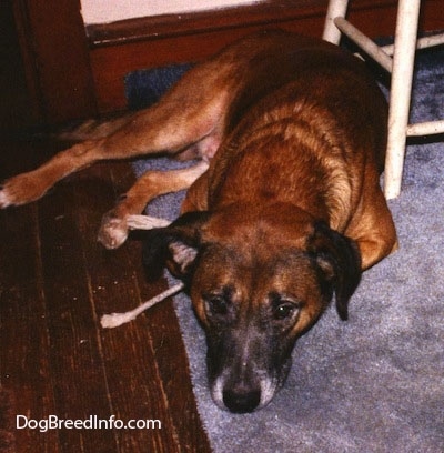 Front view - A brown with black Staffy Bull Pit dog is laying down on a blue carpet and it is looking forward, behind and to the right of it is a white wooden stool.