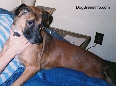 A brown with black with white Staffy Bull Pit is laying across a persons leg and it is looking to the right. It has brown on its body and black on its ears and snout.