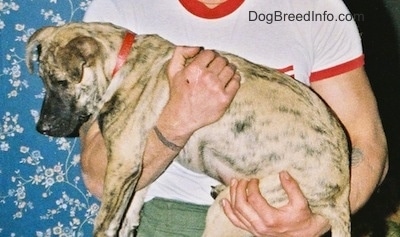 The left side of a brindle Staffy Bull Pit puppy is being held in the air by a person. The dog's body is tan with black brindle and a black snout.