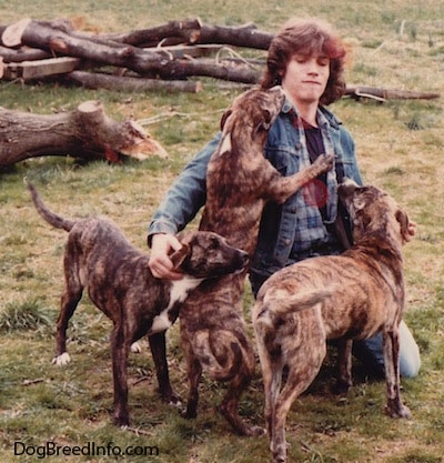 A person in a blue jean denim jacket is sitting on his knees outside in grass. A litter of Staffy Bull Pit puppies are surrounding the guy. One of the puppies is jumping up on the person.