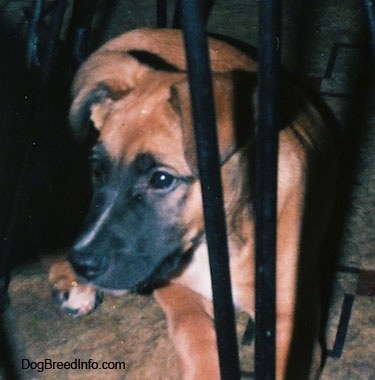 Close up front view - A brown with black and white Staffy Bull Pit puppy is standing on a carpet and it is looking to the left. It has a brown body with a black snout and black eyes.