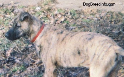 The back left side of a tan brindle Staffy Bull Pit that is standing in grass that is covered in leaves. It is looking to the left. The dogs snout is black and its ears are curled over to the front of its head.