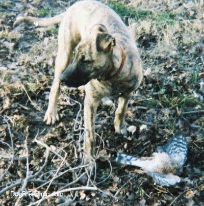 Front view - A brindle Staffy Bull Pit is standing in grass and leaves. It is looking to the left and under it is a dead bird.