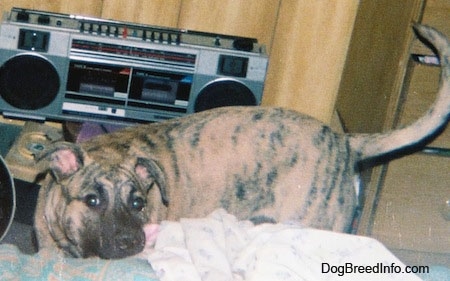 A tan brindle Staffy Bull Pit dog is standing at the edge of a bed and it is looking forward. In the background there is a Boombox. The dog's tail is up and his head is resting on a humans bed.